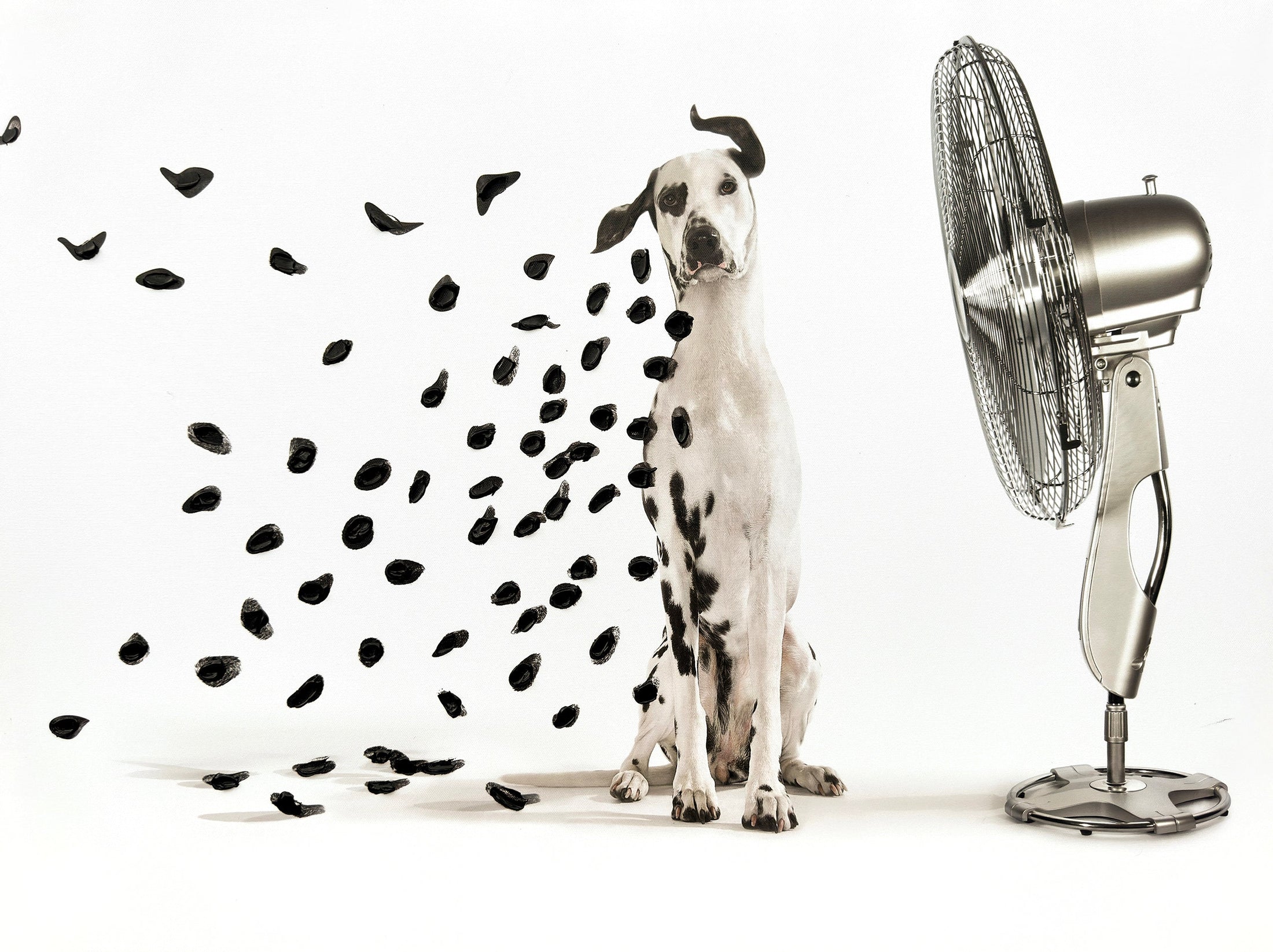 ''Breezy Dalmatian Whimsy'' Hand-painted Wrapped Canvas