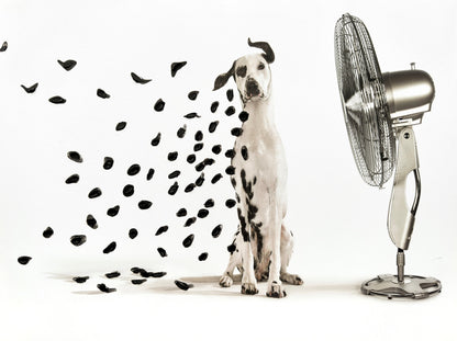 ''Breezy Dalmatian Whimsy'' Hand-painted Wrapped Canvas