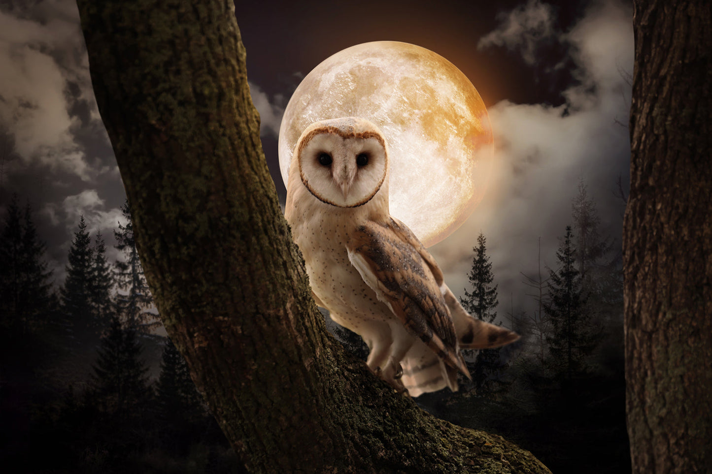 ''Night Owl'' Tempered Glass