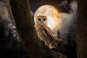 ''Night Owl'' Tempered Glass