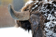 ''Snowy Bison'' Tempered Glass