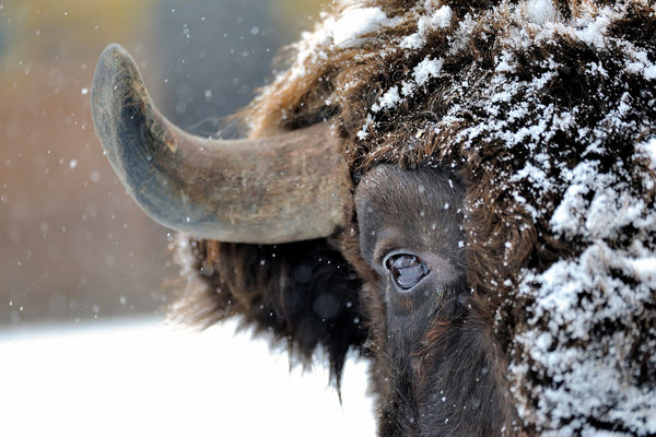 ''Snowy Bison'' Tempered Glass