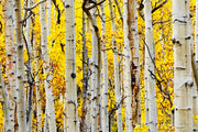 ''Yellow Aspen'' Tempered Glass