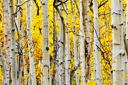 ''Yellow Aspen'' Tempered Glass