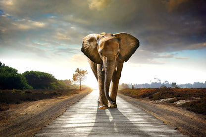 ''Elephant Journey'' Tempered Glass
