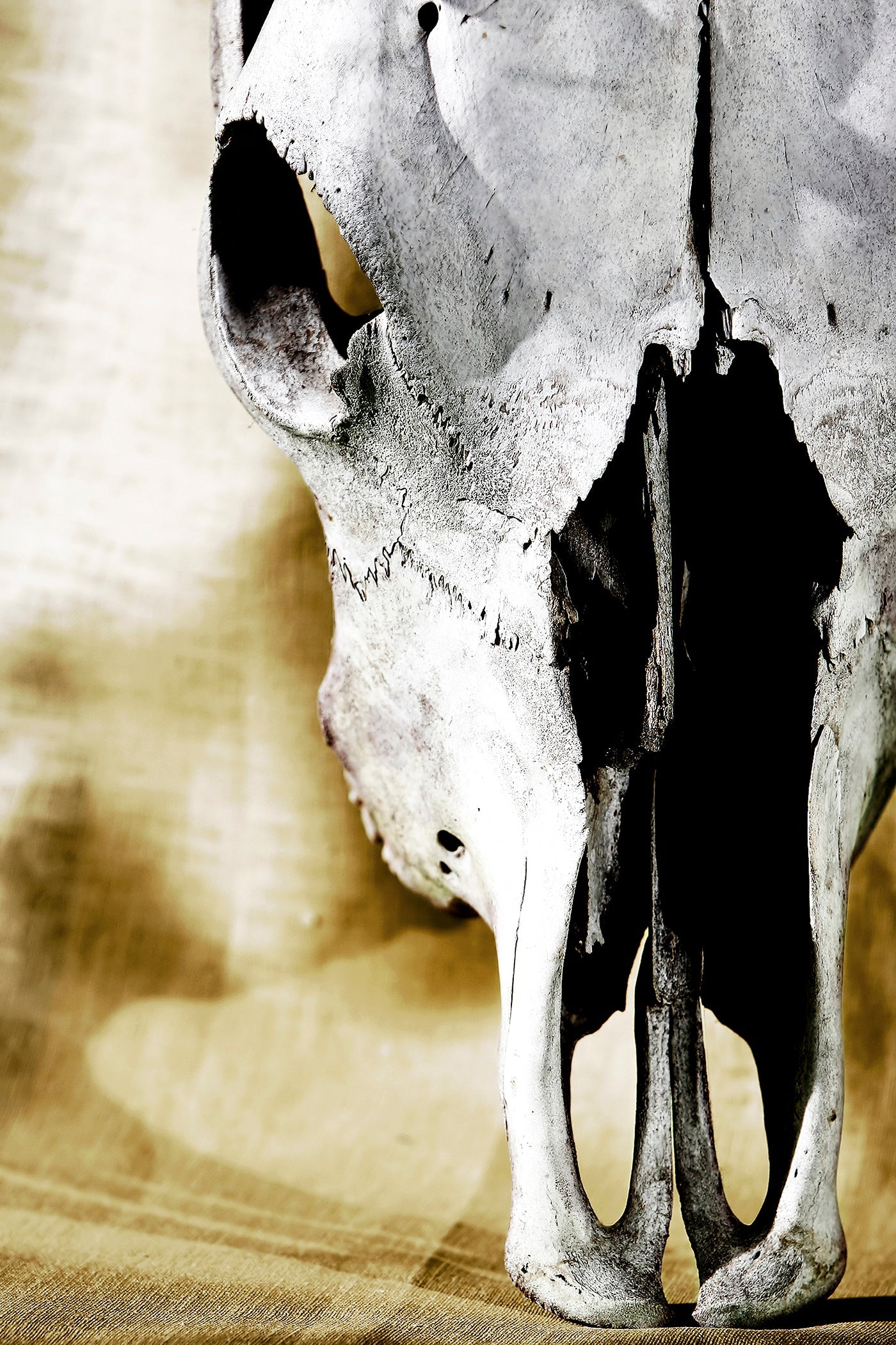 ''Cattle Skull'' Tempered Glass