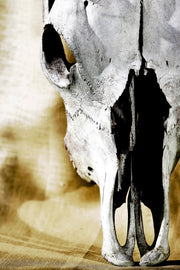 ''Cattle Skull'' Tempered Glass