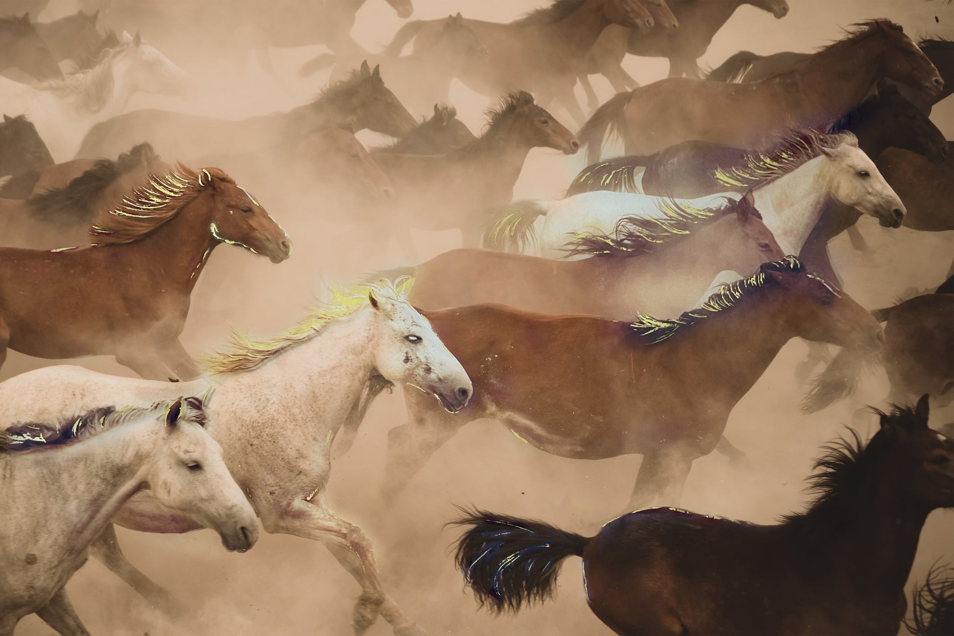 ''Wild Horses in Motion'' Tempered Glass