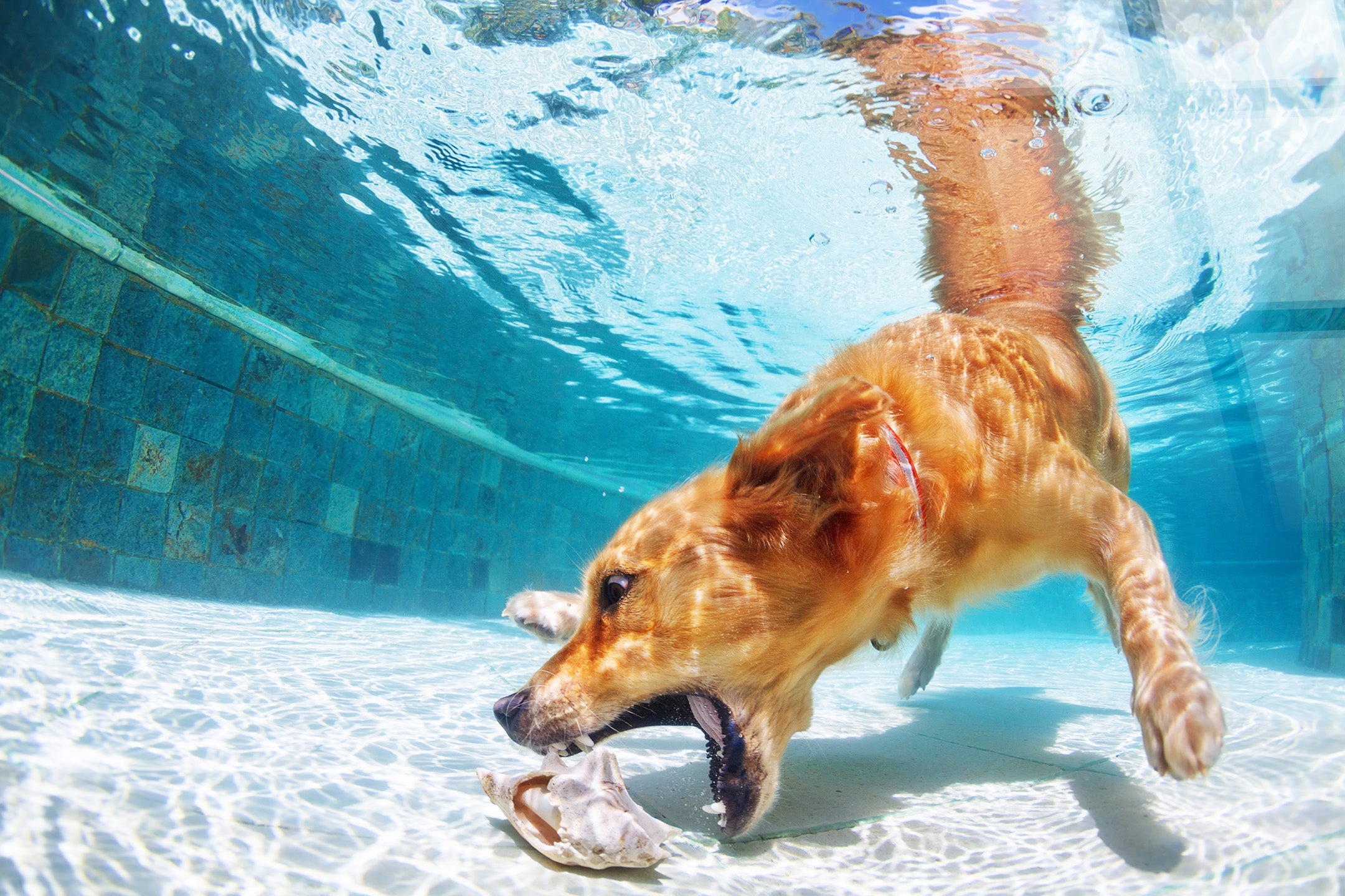 Poolside Retriever Tempered Glass