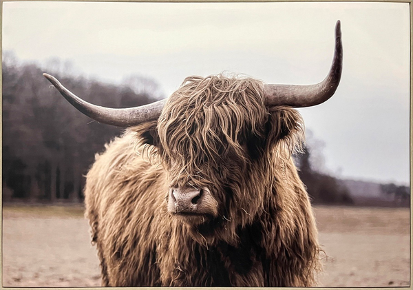Majestic Highland Canvas in Frame