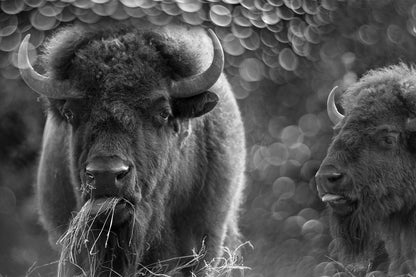 ''Bison Duo'' Tempered Glass