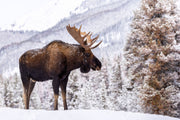 ''Moose in Snow'' Tempered Glass