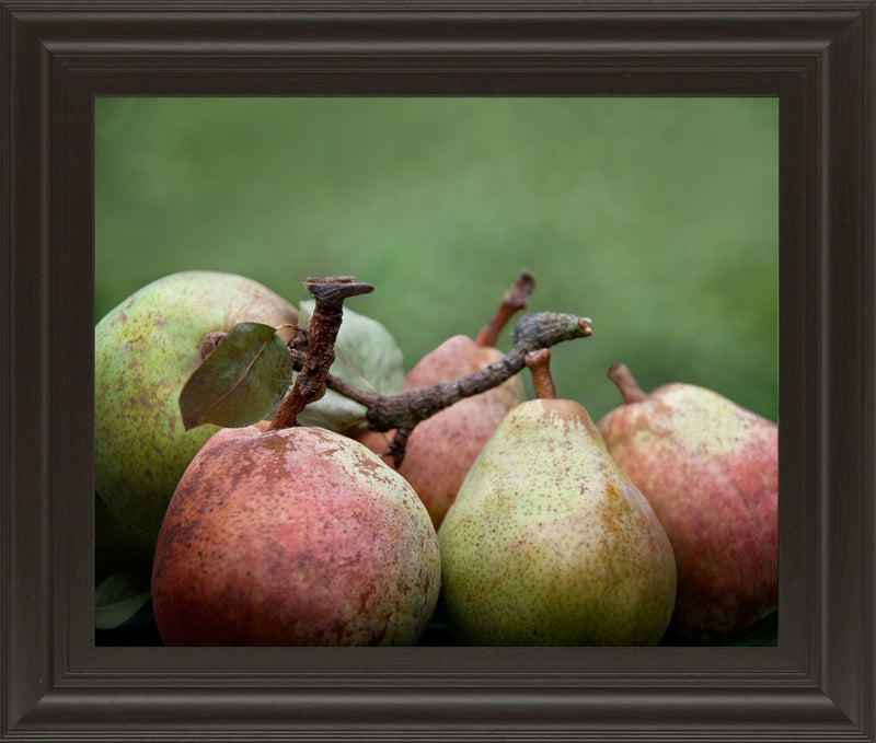 Comice Pear II By Rachel Perry