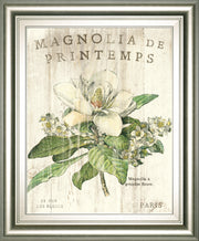 Magnolia De Printemps By Sue Schlabach