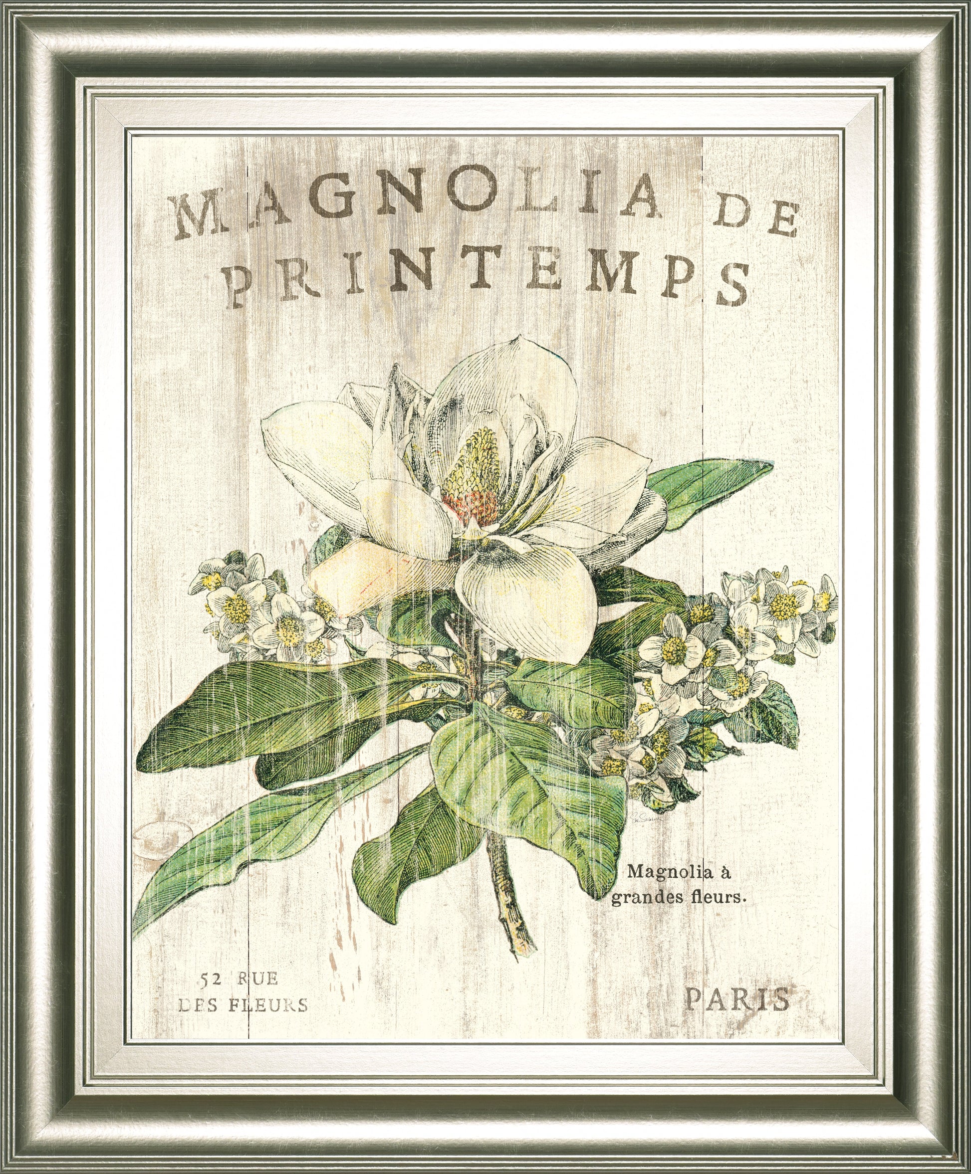Magnolia De Printemps By Sue Schlabach