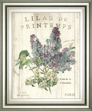 Lilas De Printemps By Sue Schlabach