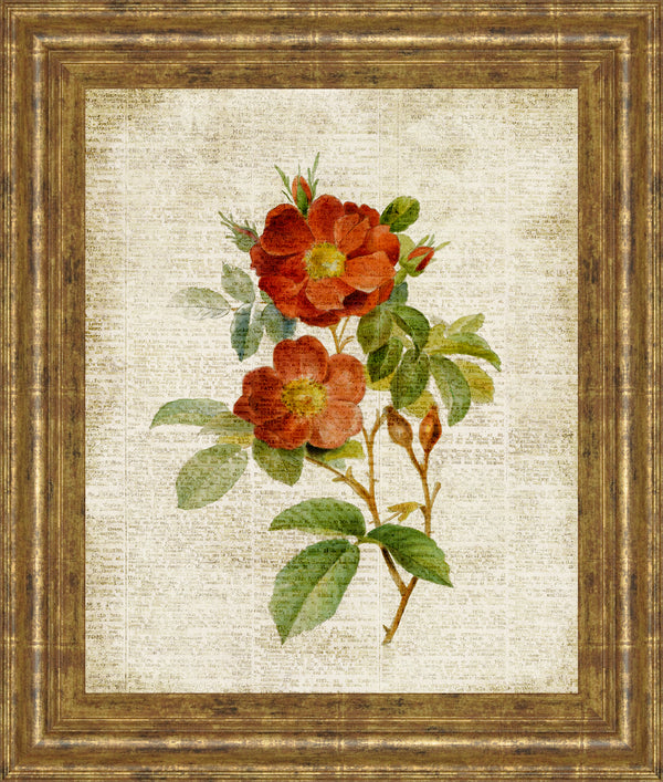 Roses On Newsprint II By Lanie Loreth
