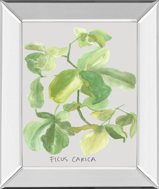 Mirrored Frame Ficus Carica By Katrien Soeffers