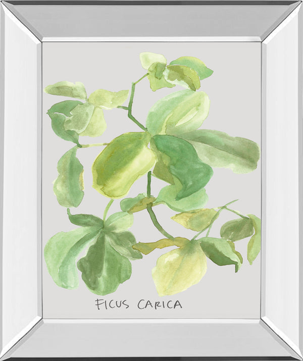 Mirrored Frame Ficus Carica By Katrien Soeffers
