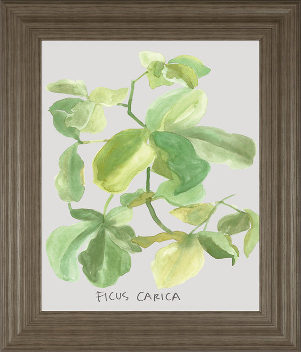 Ficus Carica By Katrien Soeffers