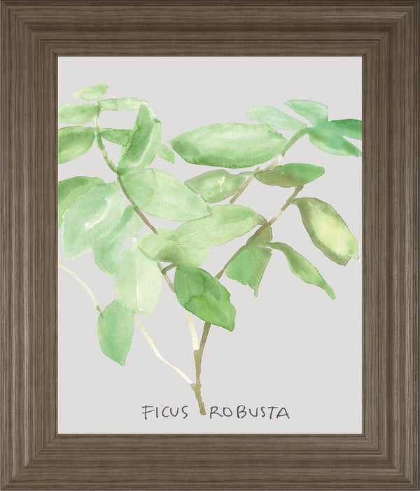 Ficus Robusta By Katrien Soeffers