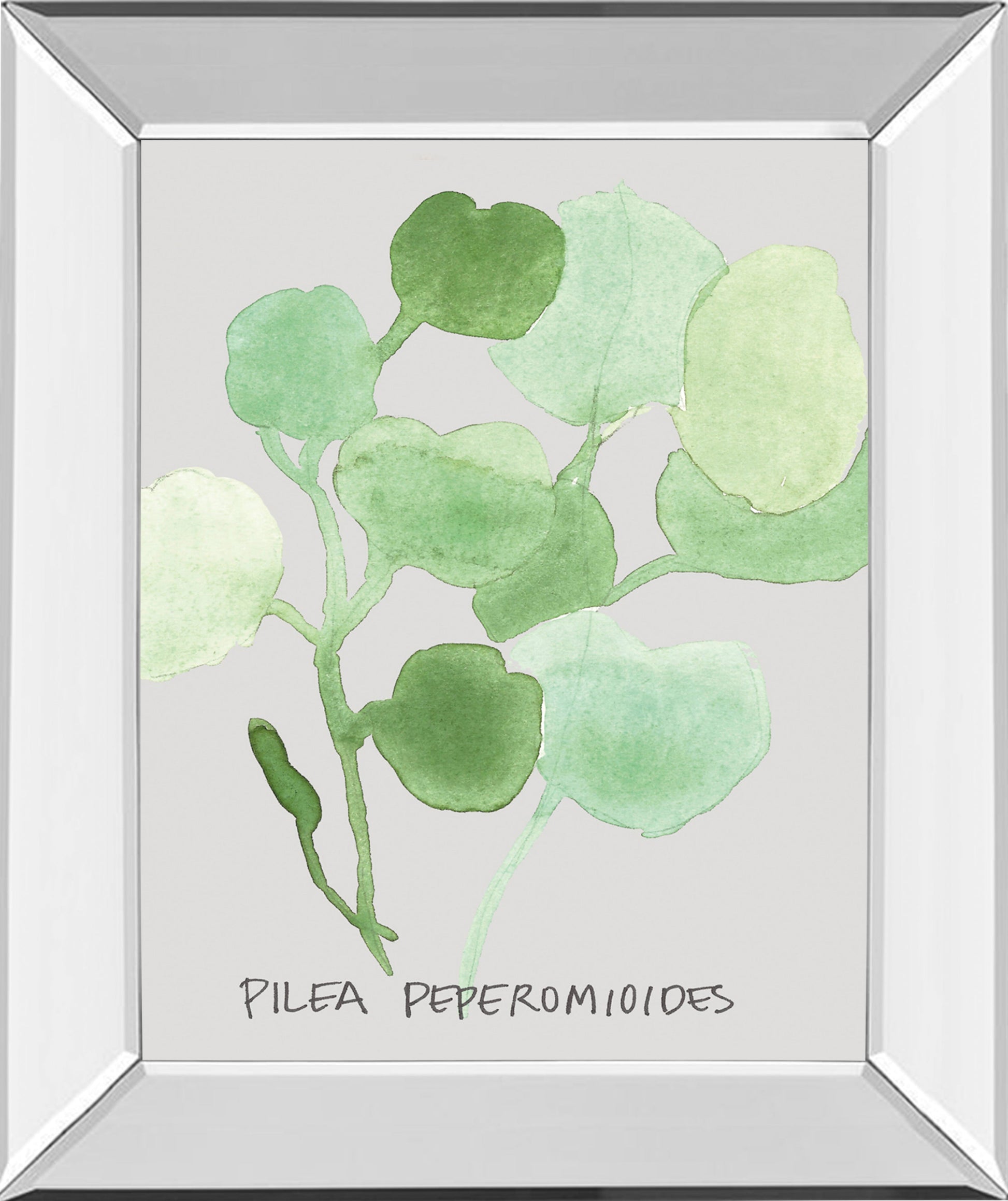 Mirrored Frame Pilea Peperomioides By Katrien Soeffers