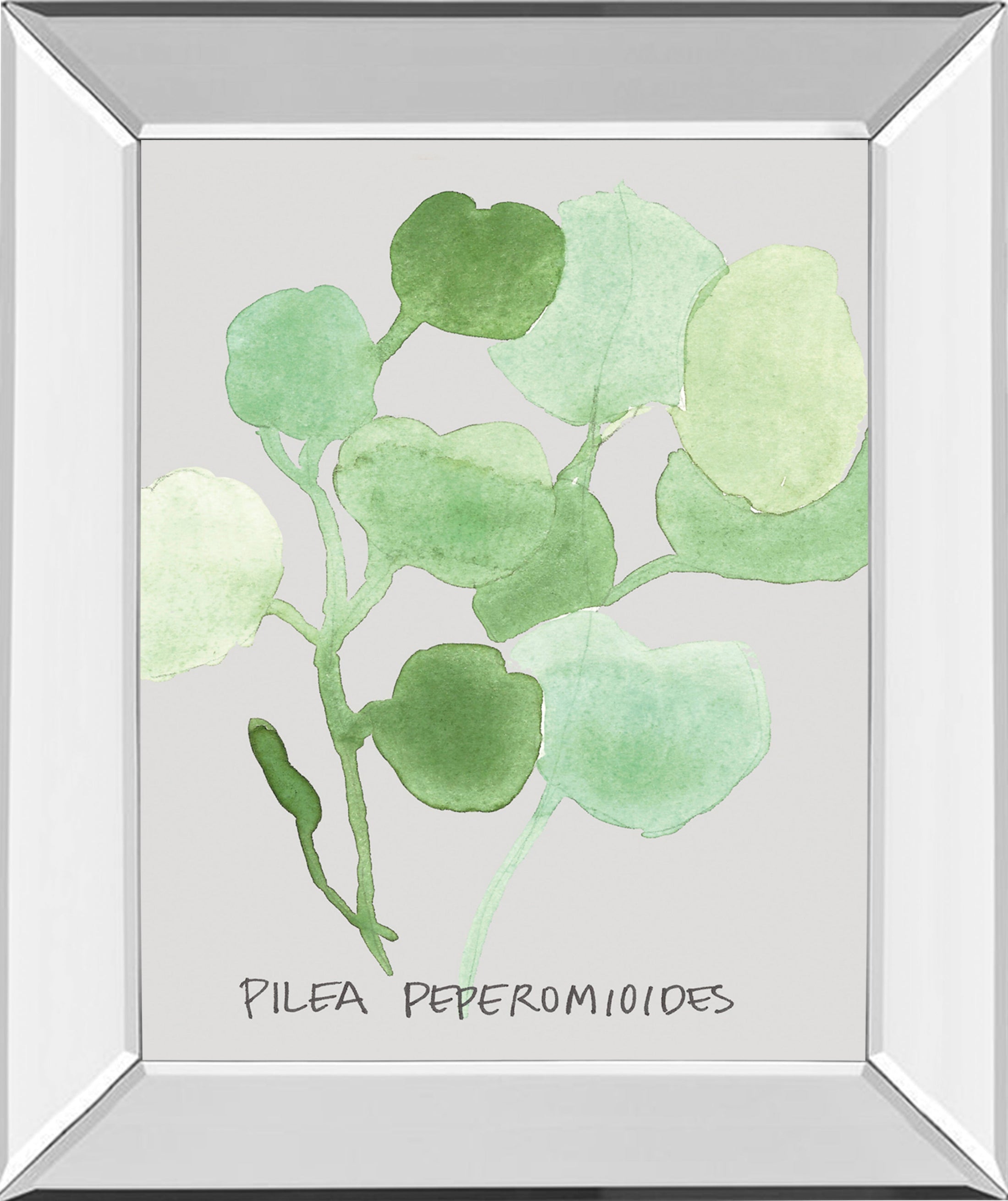 Mirrored Frame Pilea Peperomioides By Katrien Soeffers