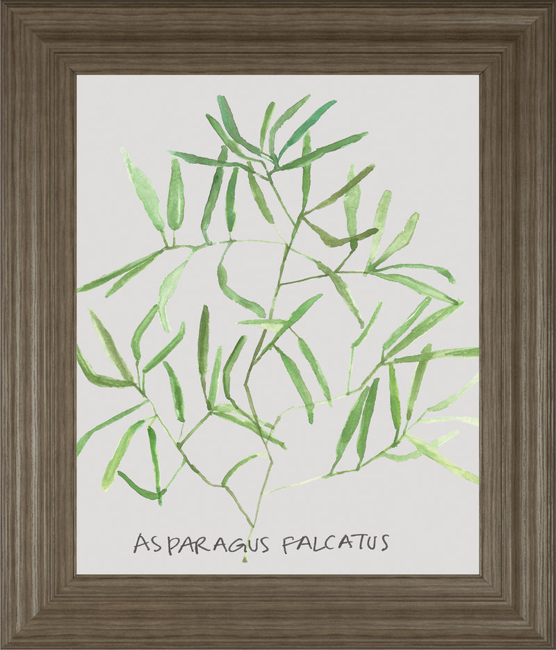 Asparogus Falcatus By Katrien Soeffers