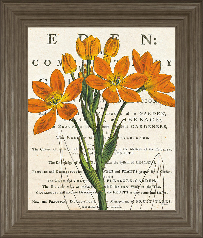 Eurphoria Botany By Sue Schlabach