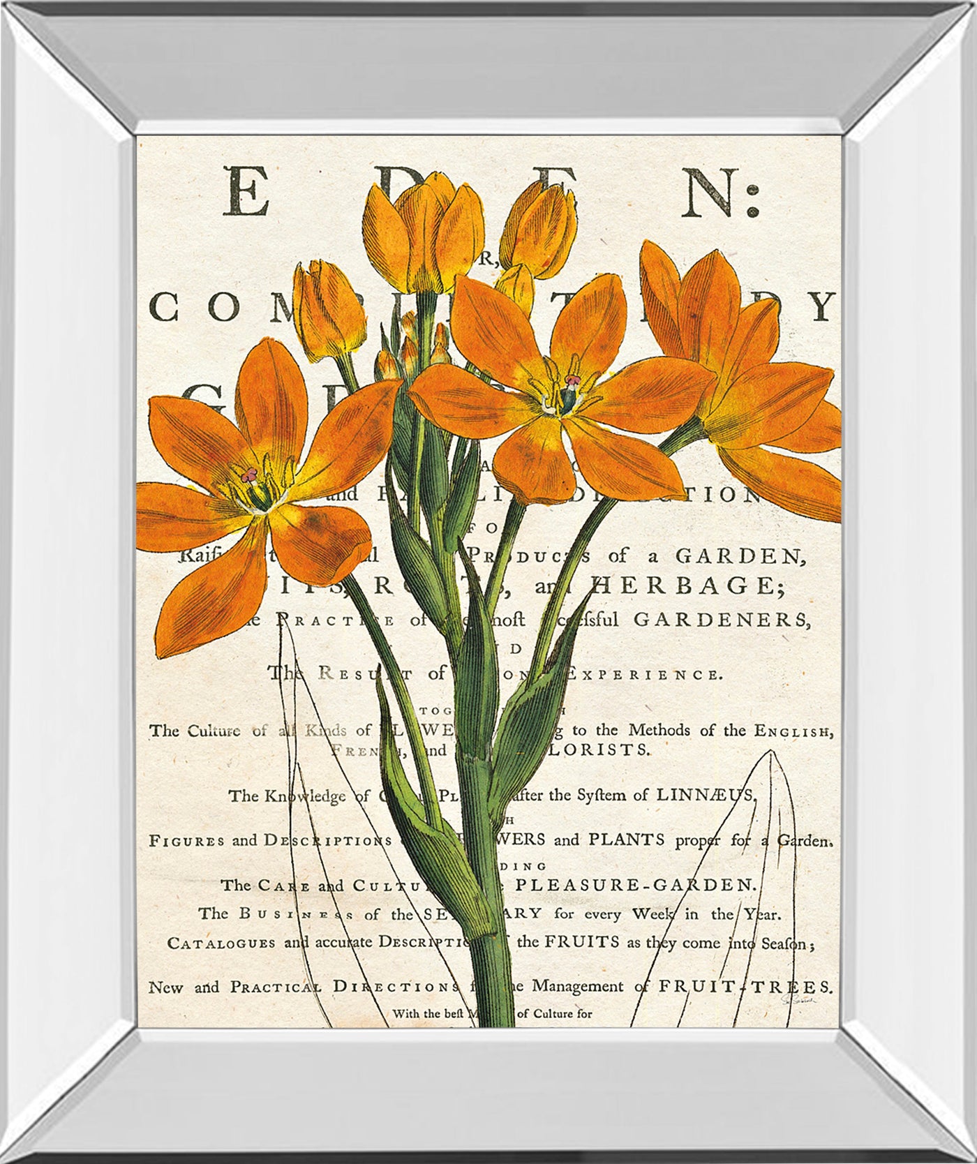 Mirrored Frame Eurphoria Botany By Sue Schlabach