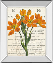Mirrored Frame Eurphoria Botany By Sue Schlabach
