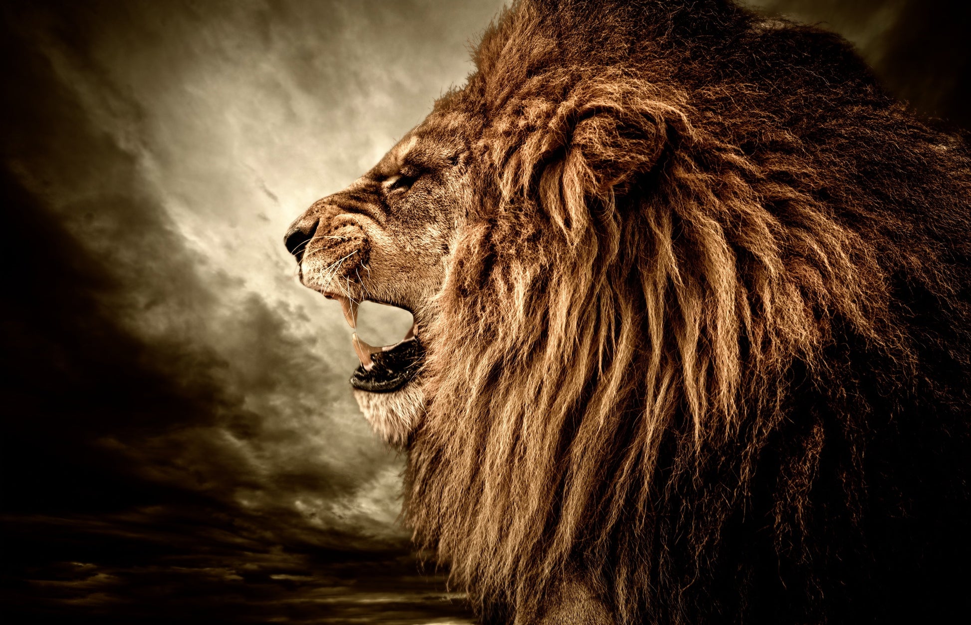 ''Hear me Roar'' Tempered Glass