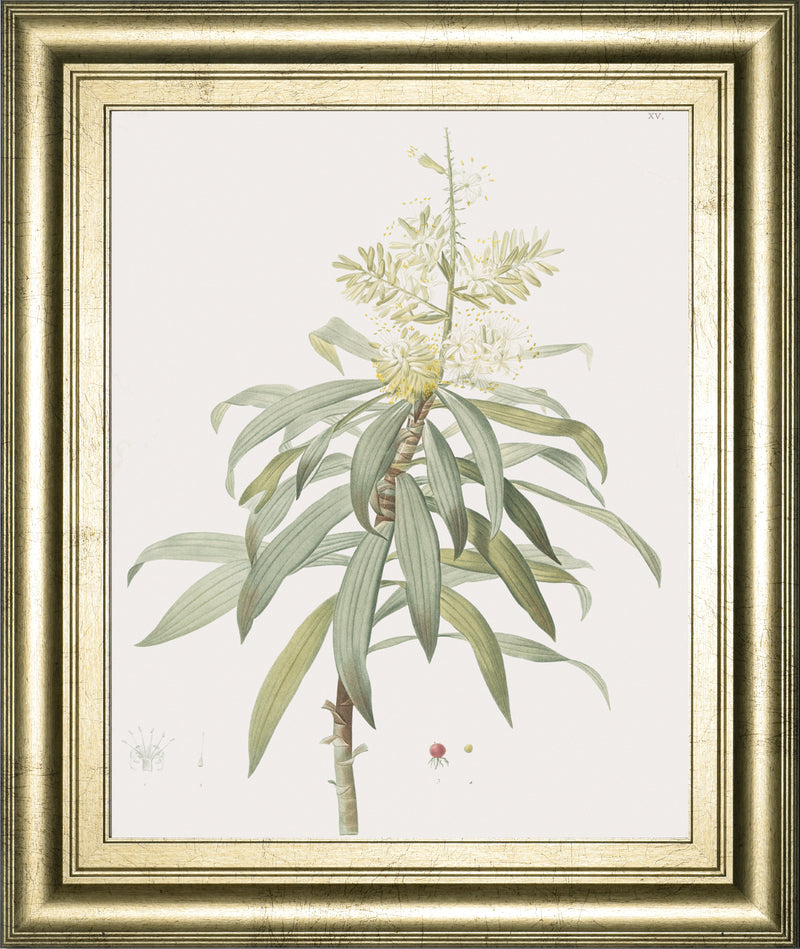 Dracaena Reflexa By Pierre Joseph Redoute