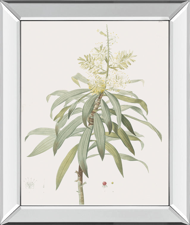 Dracaena Reflexa By Pierre Joseph Redoute