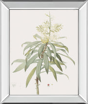 Dracaena Reflexa By Pierre Joseph Redoute