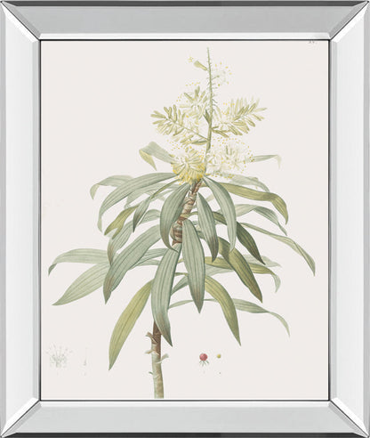 Dracaena Reflexa By Pierre Joseph Redoute