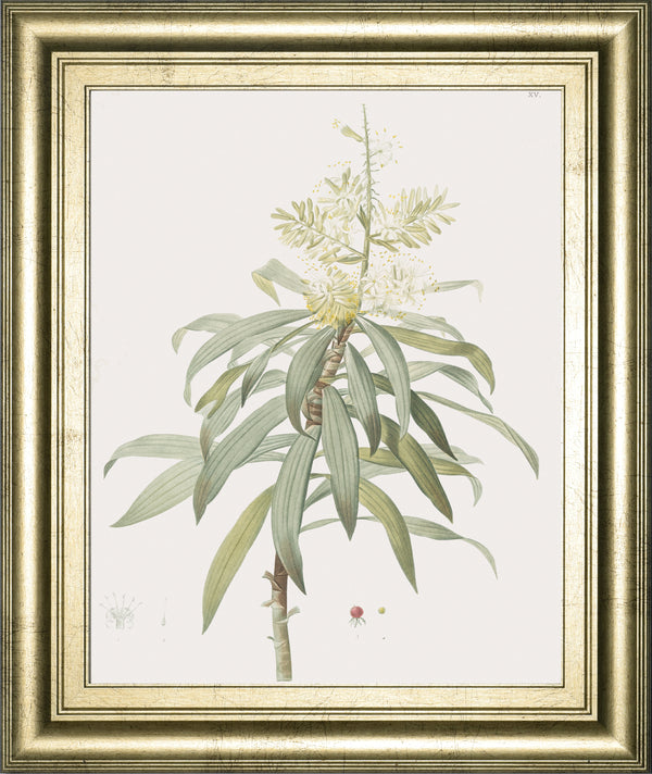 Dracaena Reflexa By Pierre Joseph Redoute
