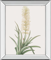 Sansevieria Zeylancia By Pierre Joseph Redoute