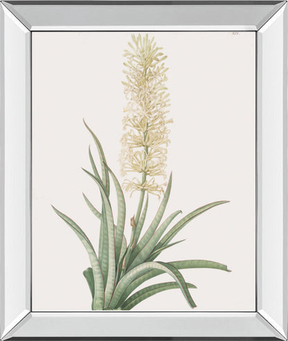 Sansevieria Zeylancia By Pierre Joseph Redoute