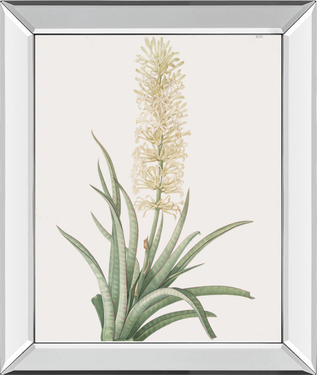Sansevieria Zeylancia By Pierre Joseph Redoute