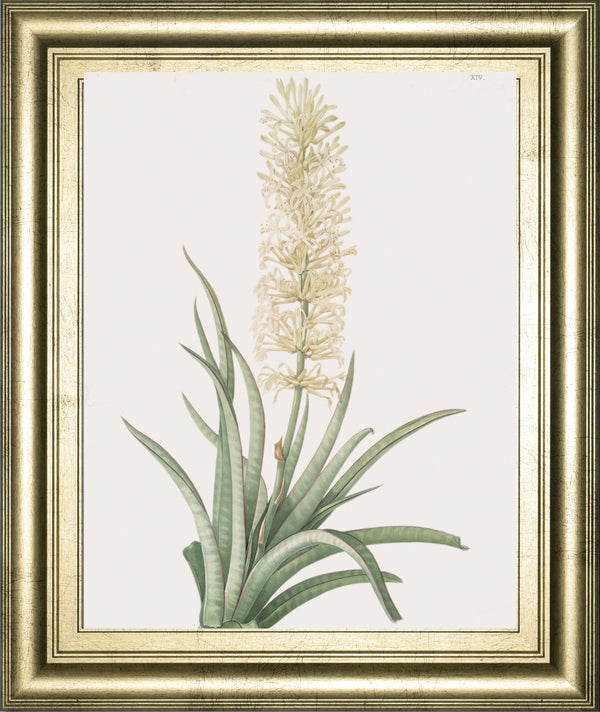 Sansevieria Zeylancia By Pierre Joseph Redoute