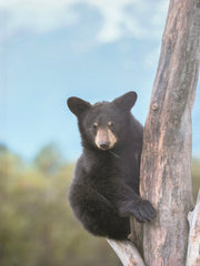 ''Serene Black Bear in the Canopy'' Hand-painted Wrapped Canvas