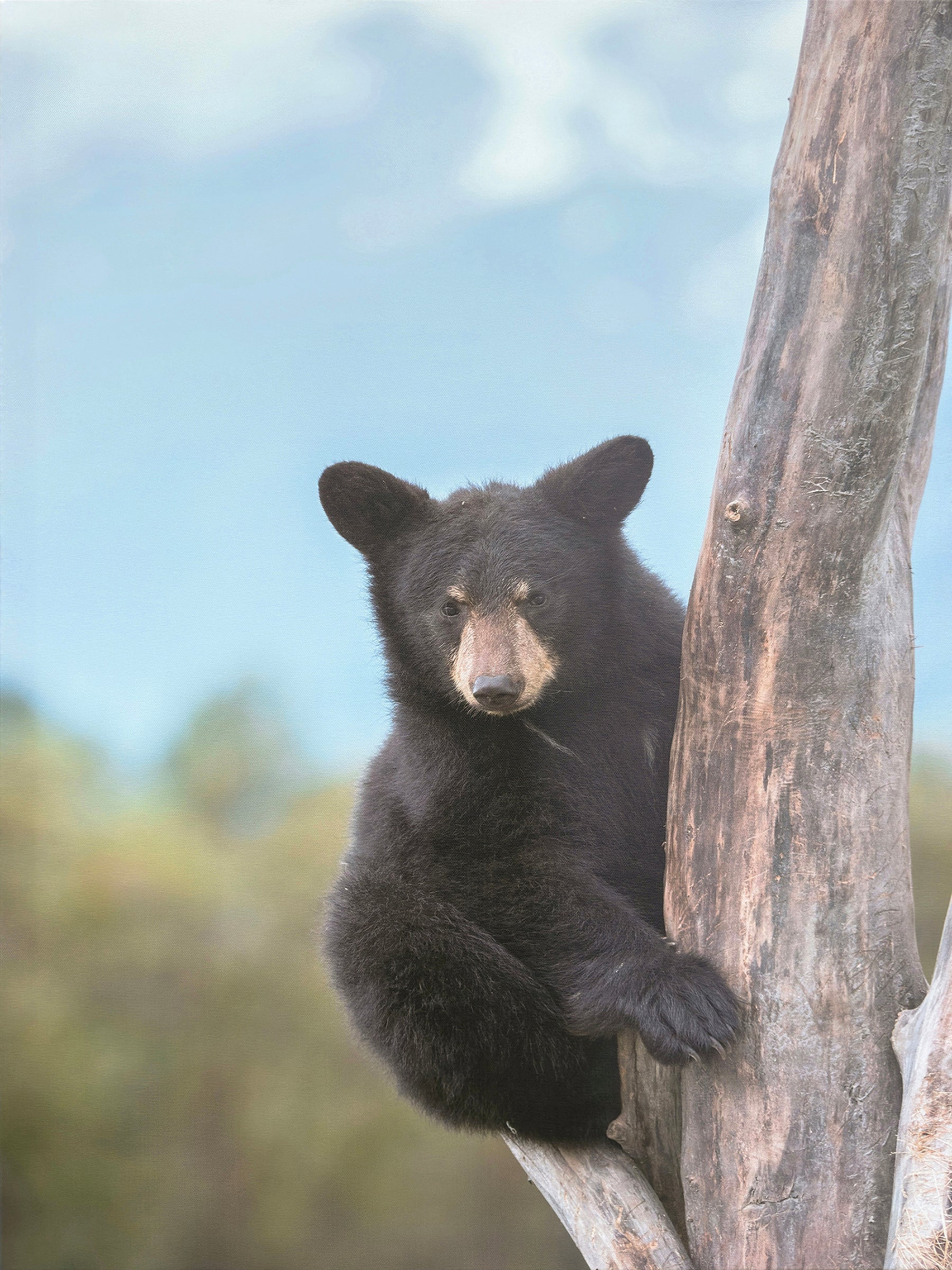 ''Serene Black Bear in the Canopy'' Hand-painted Wrapped Canvas