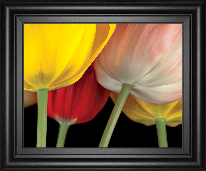 Sunshine Tulips By Frank, A.