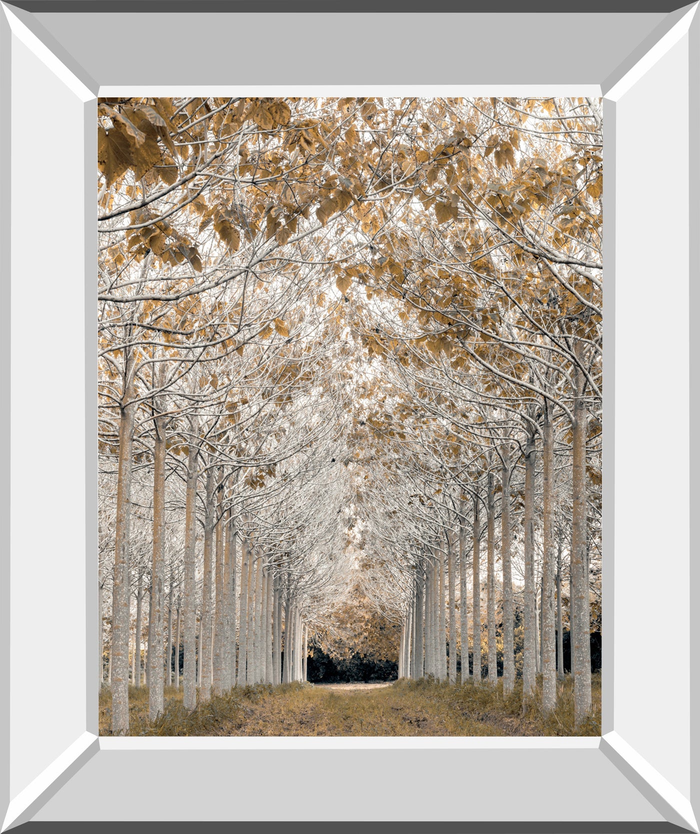 White Gold by Assaf Frank