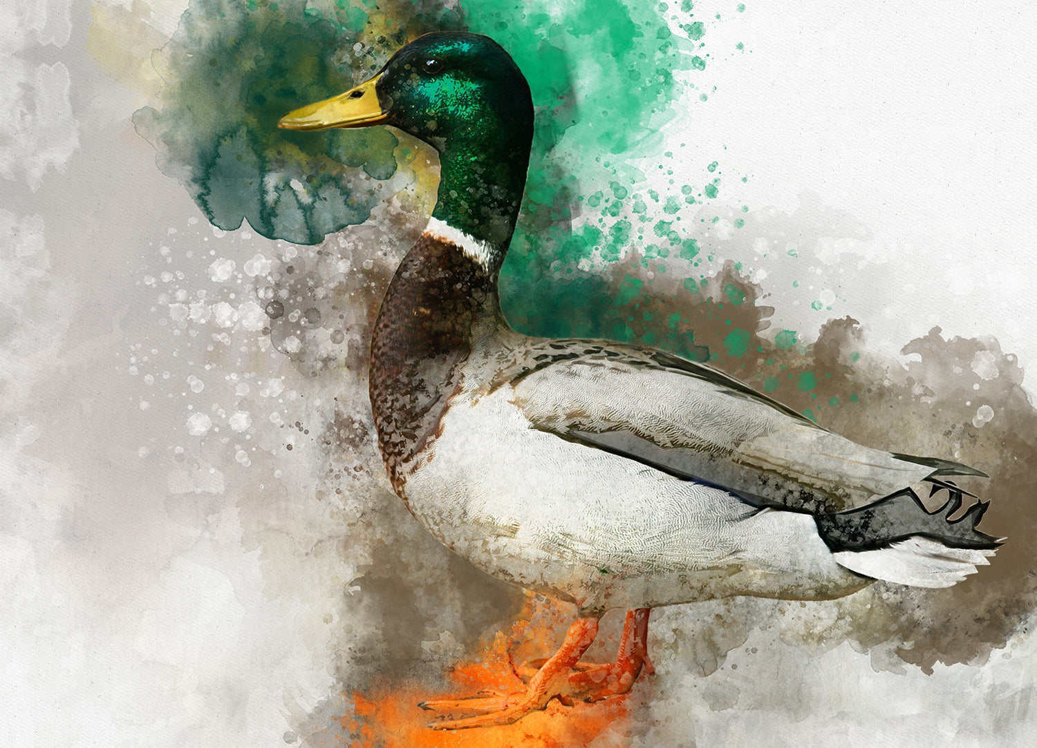''Emerald Splash Mallard'' Printed Wrapped Canvas