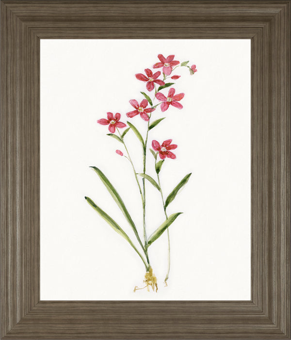 Delicate Pink I BY Sally Swatland