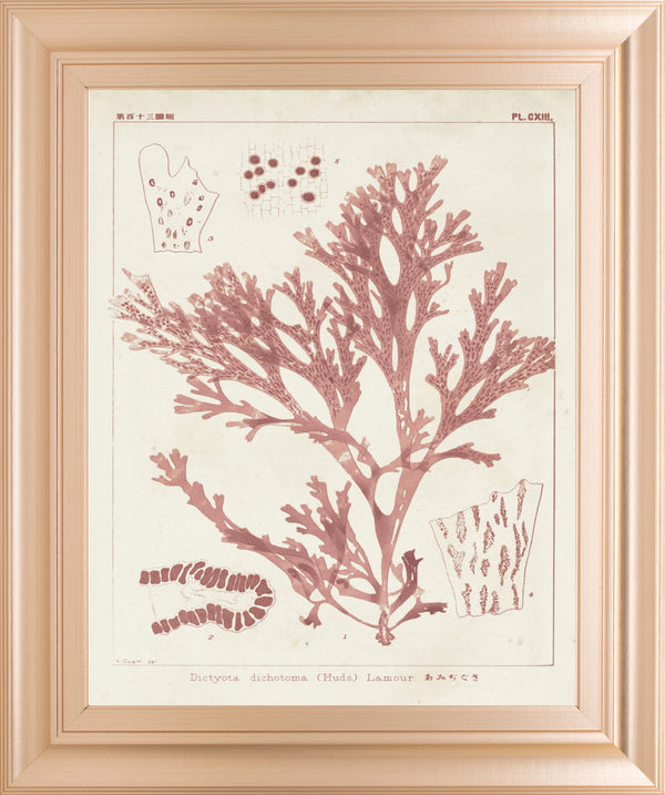 Antique Coral Seaweed I BY Vision Studio