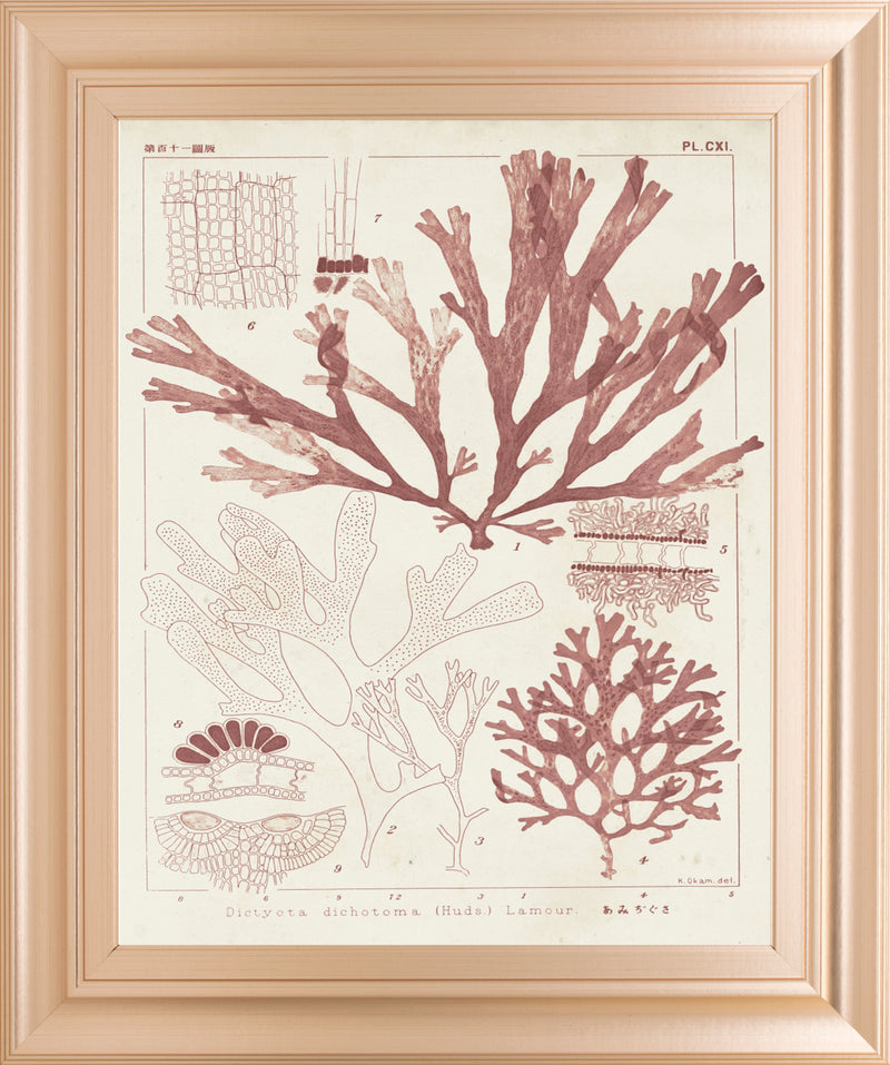 Antique Coral Seaweed IV BY Vision Studio