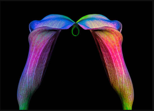 Colored Calla Lilies 36″ × 48″ Black Canvas